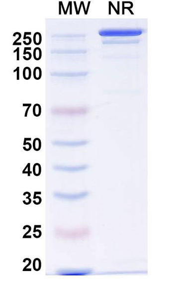Lomvastomig Antibody - SDS-PAGE