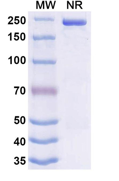 Danvilostomig (Research-Grade) - SDS-PAGE