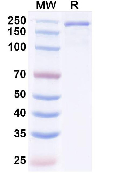 Nisevokitug Antibody - SDS-PAGE
