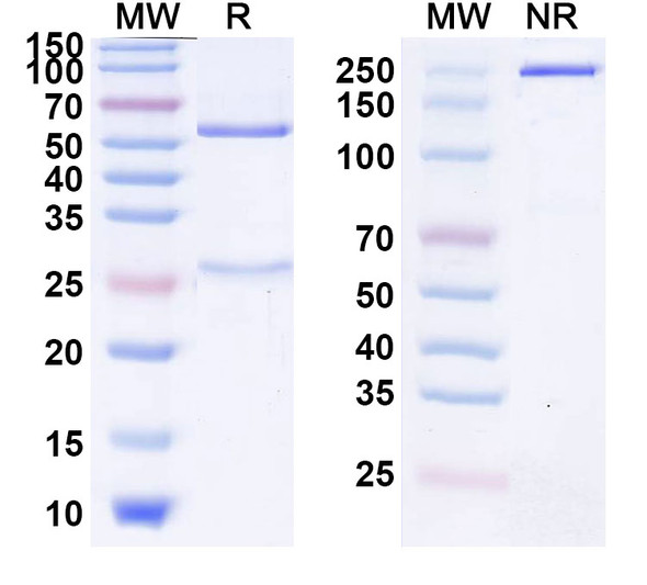 Riltovetbart Antibody - SDS-PAGE
