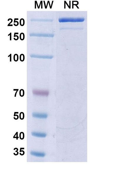 Riltovetbart Antibody - SDS-PAGE