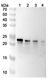 Tulisokibart Antibody - WB