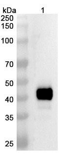 Umizortamig (Research-Grade) - WB