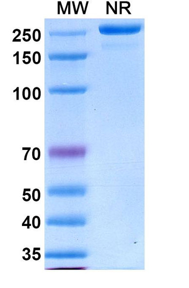 Varokibart Antibody - SDS-PAGE