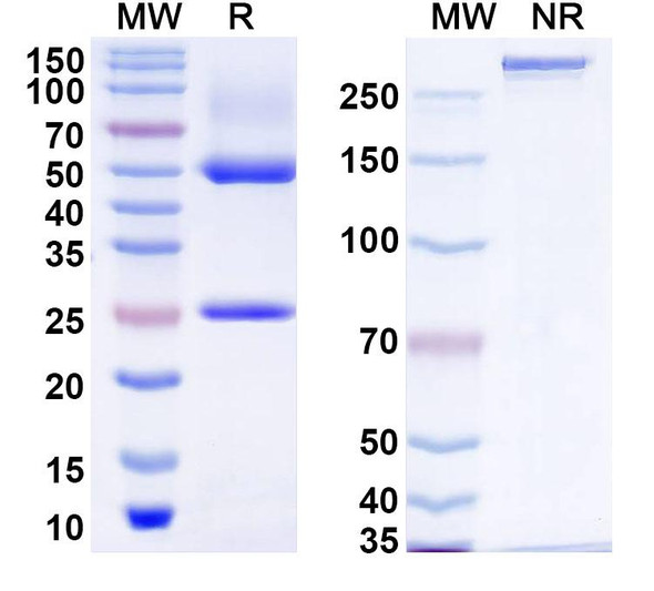 Zeripatamig Antibody - SDS-PAGE