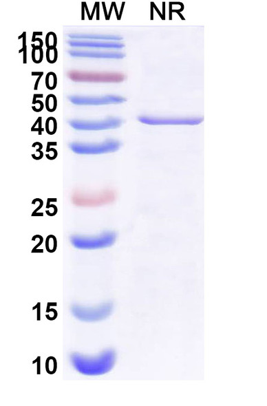 Zifibancimig Antibody - SDS-PAGE