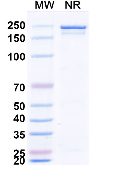 Zifibancimig Antibody - SDS-PAGE