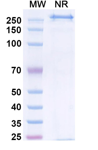 Zigakibart Antibody - SDS-PAGE