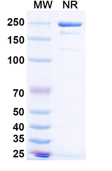 Simaravibart Antibody - SDS-PAGE