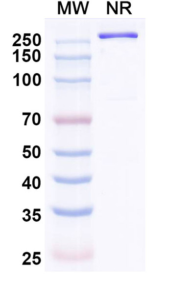 Gorivitug Antibody - SDS-PAGE