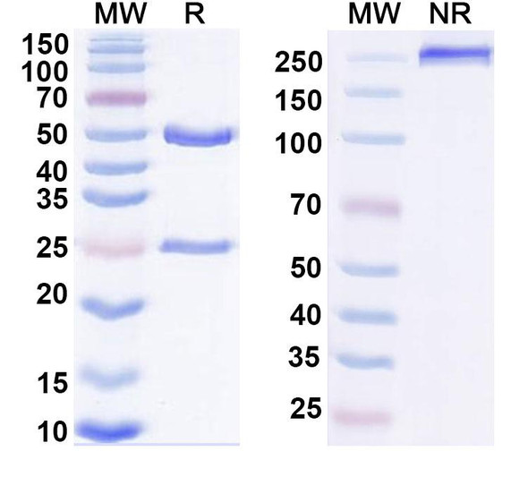Human IL27 (SRF388) Antibody - SDS-PAGE