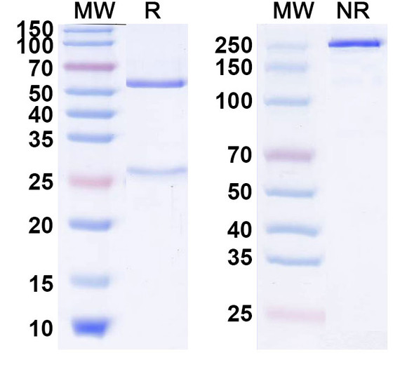 Human CD112R/PVRIG (SRF813) Antibody - SDS-PAGE
