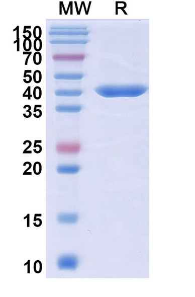 Sonelokimab Antibody - SDS-PAGE
