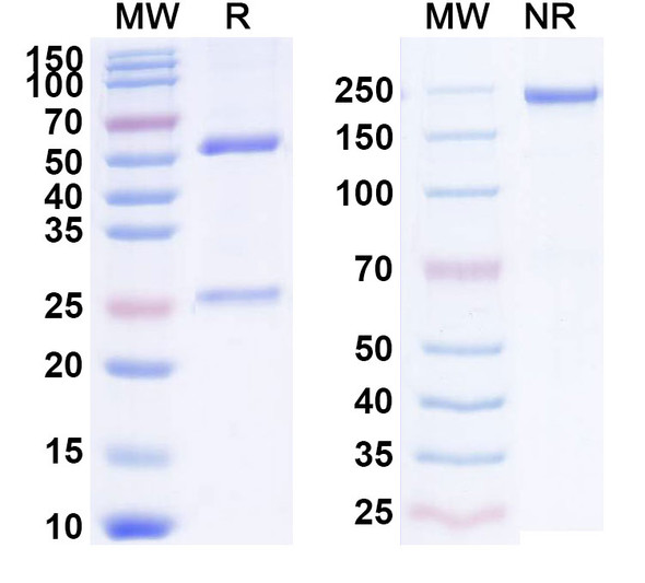 Robatumumab Antibody - SDS-PAGE