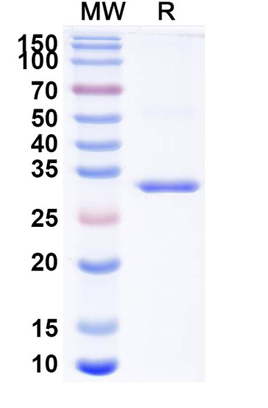 Isecarosmab Antibody - SDS-PAGE