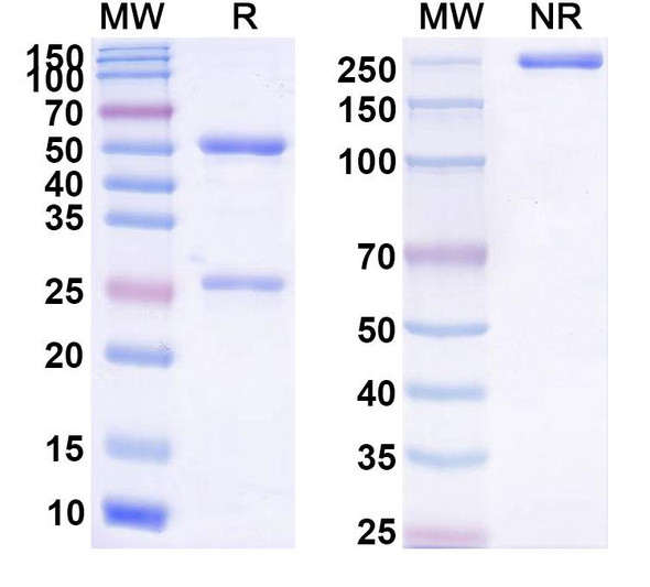 Mitumomab Antibody - SDS-PAGE
