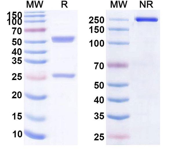 MK-4721 Antibody - SDS-PAGE