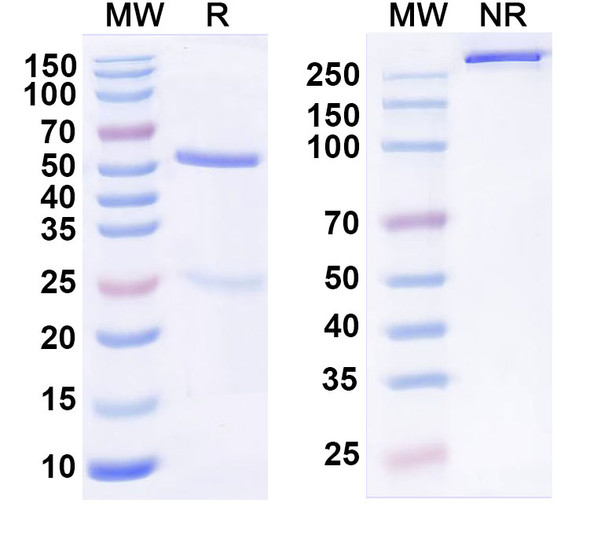 MK-3655 Antibody - SDS-PAGE
