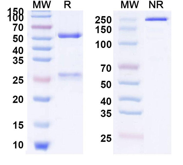 Lonigutamab Antibody - SDS-PAGE
