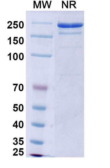 Bezlotoxumab Antibody - SDS-PAGE
