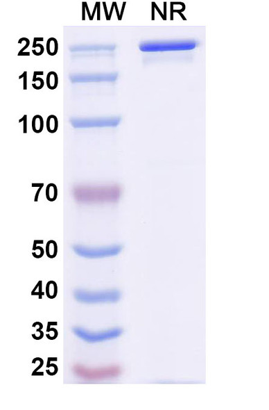 Avelumab Antibody - SDS-PAGE