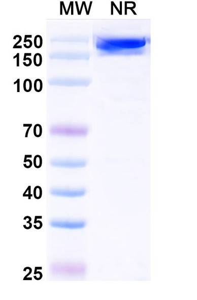 Avelumab Antibody - SDS-PAGE