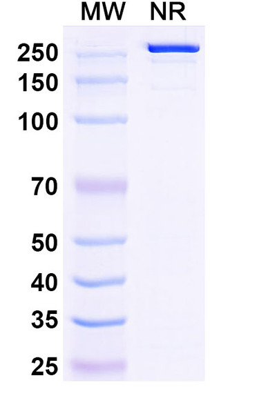 Tildrakizumab Antibody - SDS-PAGE