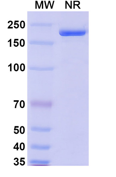 MK-4830 Antibody - SDS-PAGE