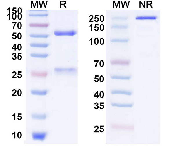 Human CD66a/CEACAM1 (CM-24) Antibody - SDS-PAGE
