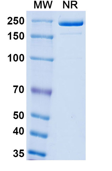 Boserolimab Antibody - SDS-PAGE