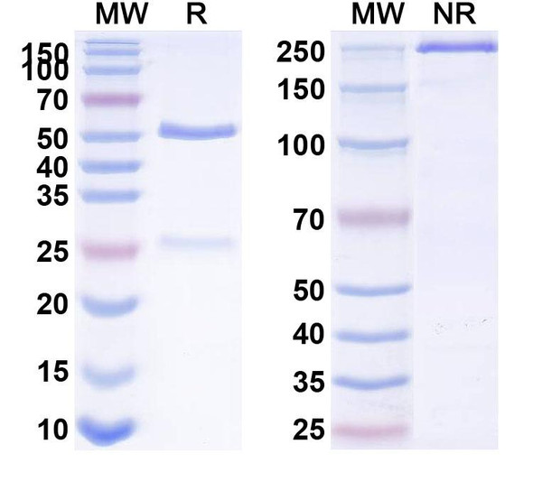 Human IL15 (DISC0280) Antibody - SDS-PAGE