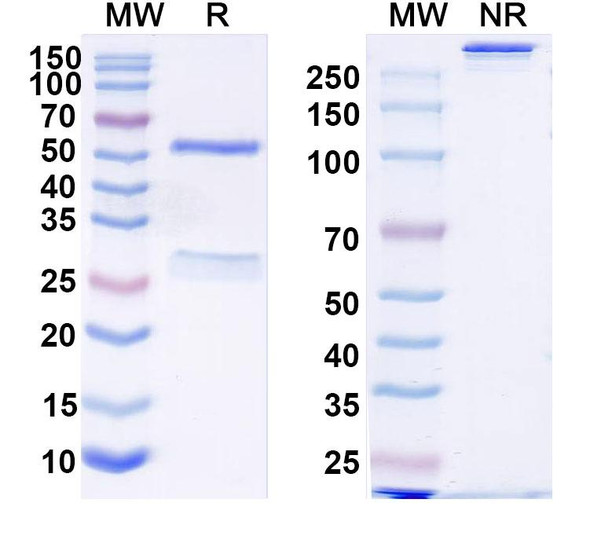 Teropavimab Antibody - SDS-PAGE