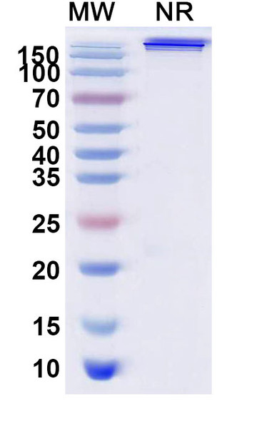 Trebananib (Research-Grade) - SDS-PAGE