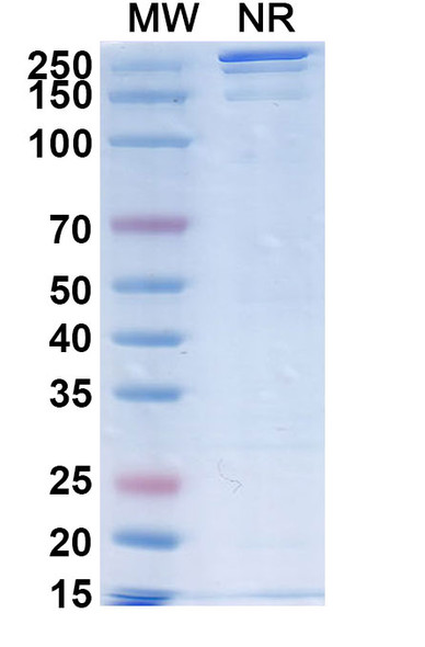 SGN-B7H4V Antibody (ADC, Payload-Free) - SDS-PAGE