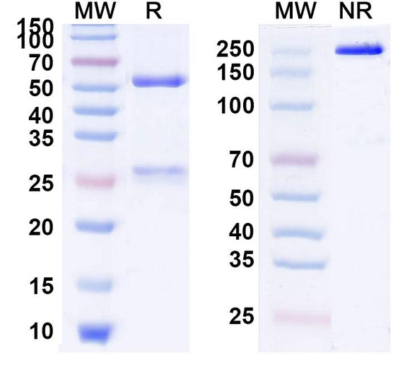 Human APC/Activated protein C (TPP-2312/BAY1316786) Antibody - SDS-PAGE