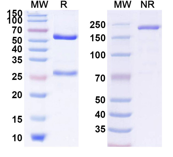 Anti-Ganglioside GD3 (PF-06688992) Antibody - SDS-PAGE