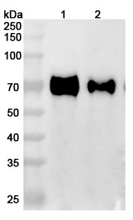Human GFRAL (NGM120) Antibody - WB