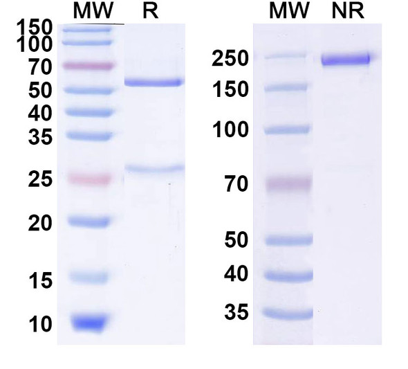 Human CD357/TNFRSF18/GITR (BMS 986156) Antibody - SDS-PAGE