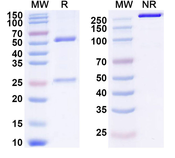 Human GP88/GRN (AG1) Antibody - SDS-PAGE