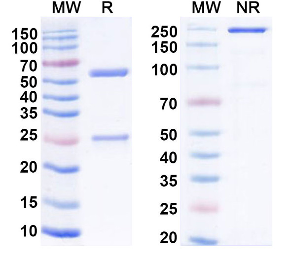 Human GPR20 (DS-6157a) Antibody (ADC, Payload-Free) - SDS-PAGE