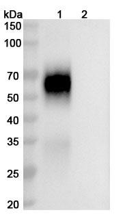 Anti-HCV NS1/Envelope glycoprotein E2 (MBL-HCV1) Antibody - WB