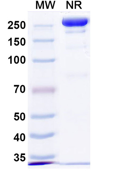 Human HJV/Hemojuvelin (DISC-0974) Antibody - SDS-PAGE