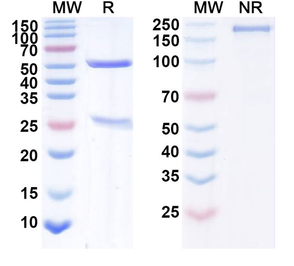 Human CD340/ERBB2/HER2/NEU (XMT-1522) Antibody (ADC, Payload-Free) - SDS-PAGE