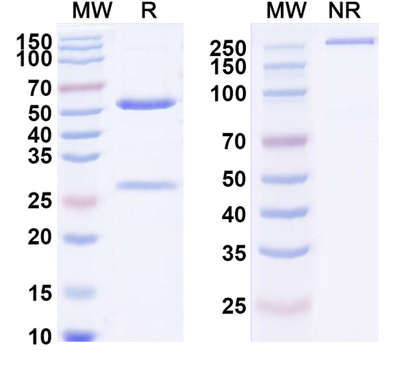 Human CD340/ERBB2/HER2/NEU (AK-HER2) Antibody - SDS-PAGE