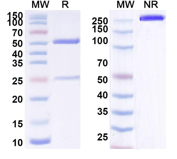 Human CD340/ERBB2/HER2/NEU (BAT1006) Antibody - SDS-PAGE