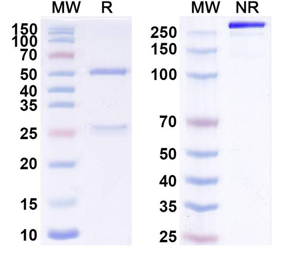 Human CD340/ERBB2/HER2/NEU (SYD983) Antibody (Trastuzumab Duocarmazine ADC, Payload-Free) - SDS-PAGE