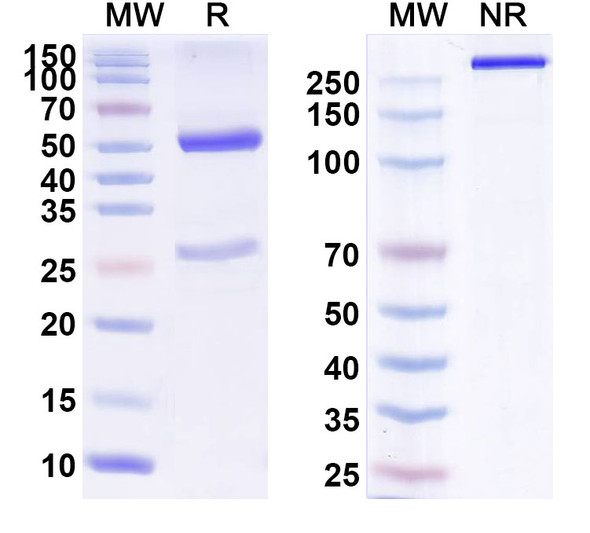 Human CD340/ERBB2/HER2/NEU (CRX02) Antibody - SDS-PAGE