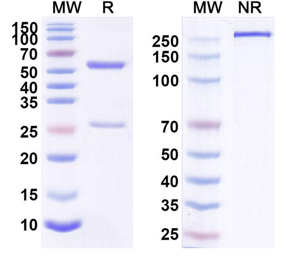 Human CD340/ERBB2/HER2/NEU (HuMax-Her2) Antibody - SDS-PAGE