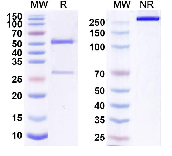 Human CD340/ERBB2/HER2/NEU (IGN001) Antibody - SDS-PAGE