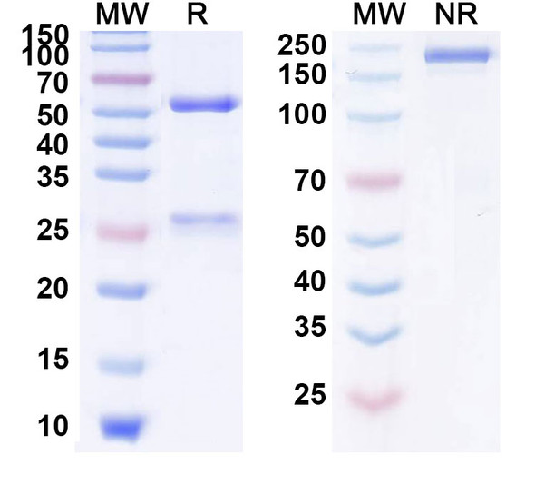 Human CD340/ERBB2/HER2/NEU (MEDI4276) Antibody (ADC, Payload-Free) - SDS-PAGE